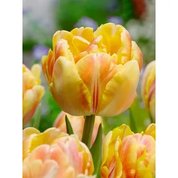 Jízdní kolo FOXY Pink-Yellow FOXTROT 11/12