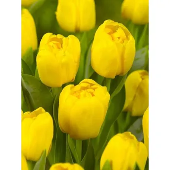 Dámská bunda BABY Yellow BOOMER 10/12