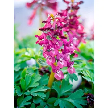 Dámská větrovka MAGIC Purple 14/16