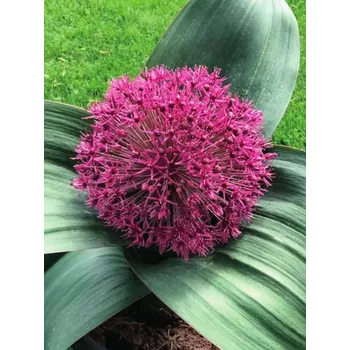 Dětské kolo RED Red GIANT 16/+