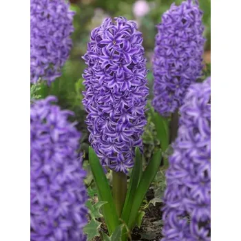 Dámská větrovka BLUE Blue JACKET 15/16