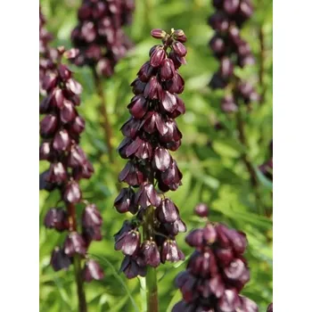 Jízdní kolo FRITILLARIA Purple PURPLE DYNAMITE persica 18/20