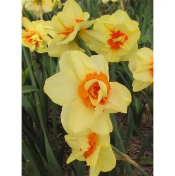 Dětské kolo DOUBLE Yellow-Orange FASHION 12/14