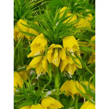 Dětské kolo FRITILLARIA Yellow LUTEA imperialis 24/26