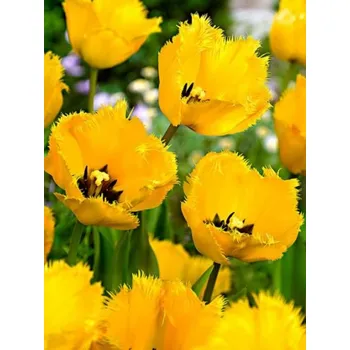 Hodinky CRYSTAL Yellow STAR 12/+