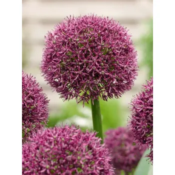 Dětské kolo OSTARA Purple-Red 14/16