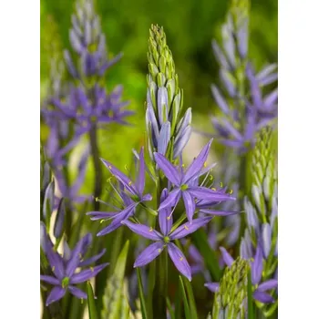 Dětské kolo CAMASSIA Blue CAERULEA leichtlinii 12/14