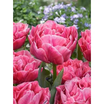 Dětské kolo AVEYRON Pink 11/12