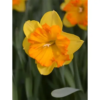 Dětské kolo CONGRESS Yellow-Orange 12/14