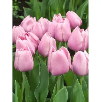 Dámská bunda TABLEDANCE Pink 12/+