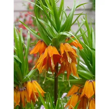 Jízdní kolo FRITILLARIA Orange AURORA imperialis 24/26