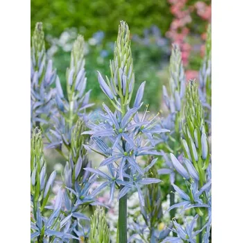 Dětské kolo CAMASSIA Blue BLUE HEAVEN leichtlinii 14/+