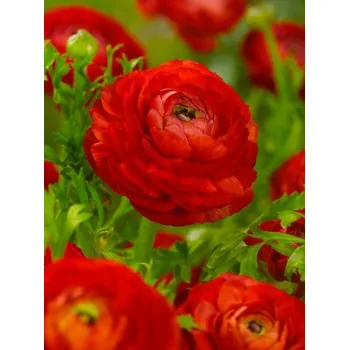 Kajak RANUNCULUS Red RED 5/6