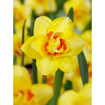 Dětské kolo TAHITI Yellow-Orange 12/14