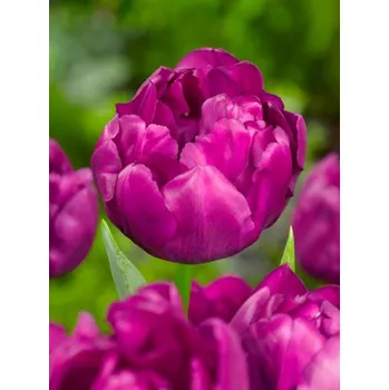 Jízdní kolo PURPLE Purple-Pink POWER 11/12