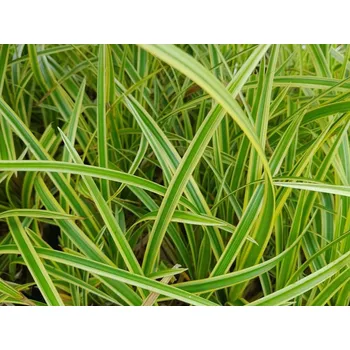 Sazenice Ostřice japonská 'Goldband' - Carex morrowii 'Goldband' Balení: kontejner p12