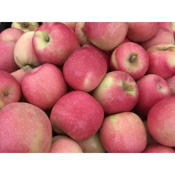 Sazenice Jabloň 'Cripps Pink®' Balení: prostokořenný stromek, Podnož: M9