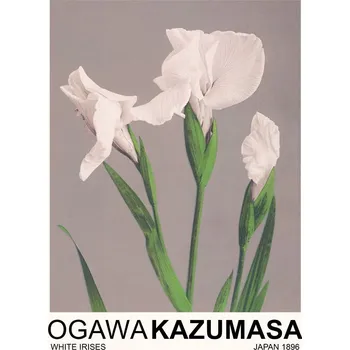 Plakát Plakát, Obraz - White Irises (Japandi Florals) - Ogawa Kazumasa