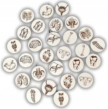 anatomický model Anatomická paměťová pěna, anatomie člověka, lidské orgány