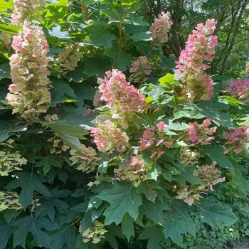 Dubolistá Hortenzie vínová 2l