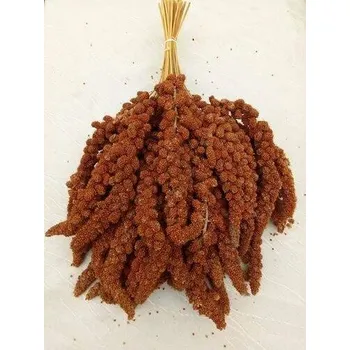 Pro ptáka Senegalské proso klasy - červené 1 kg