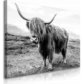 Obraz OBRAZ DO OBÝVÁKU SKOTSKÁ KRAVA KRAJINA ÚTESY ČERNOBÍLÝ CANVAS 90x60