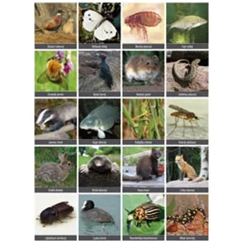 Vystřihovací příloha k učebnici prvouky 3.ročník ZŠ