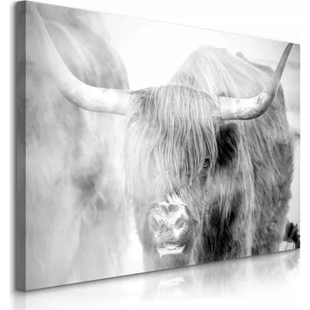 Obraz OBRAZ NA PLÁTNĚ SKOTSKÝ SKOT V PŘÍRODĚ KRAJINA V MLZE ZVÍŘATA 90x60