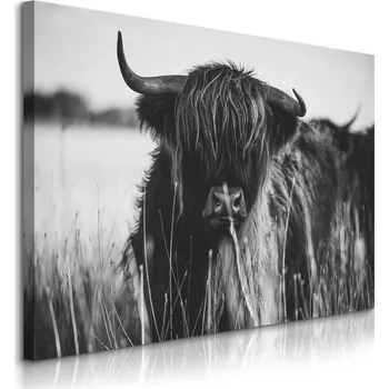 Obraz OBRAZ DO LOŽNICE SKOTSKÁ KRÁVA ČERNOBÍLÁ KRAJINA LOUKA PŘÍRODA 120x80