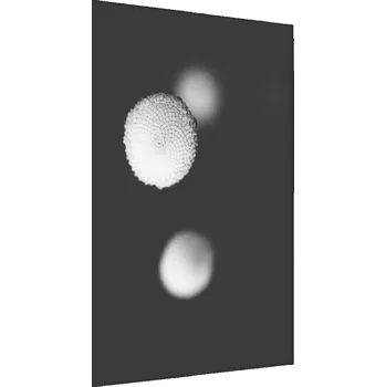 Obraz Plakát v Rámu Abstraktní KVĚTINY Příroda 30x40