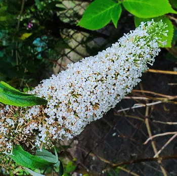 Sazenice Sazenice Komule Davidova (Motýlí keř) Nanho White 2L