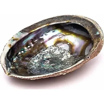 Aroma lampa Paua mušle leštěná vykuřovací miska 14 - 16 cm cca 14 až 16 cm