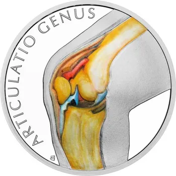 2025 - Kolenní kloub - Kosterní soustava - Lidské tělo
