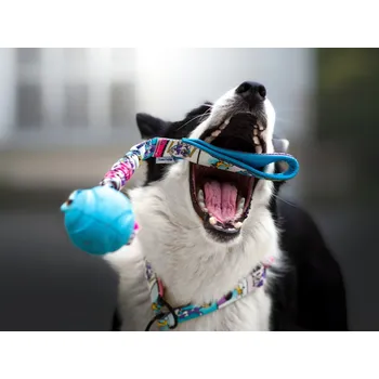 Hračka pro psa Sweet Energy.cz Chuckit! Rebounce Ball bungee Agility komiks