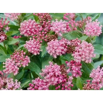 Sazenice sazenice trvalky klejicha 'Cinderella'