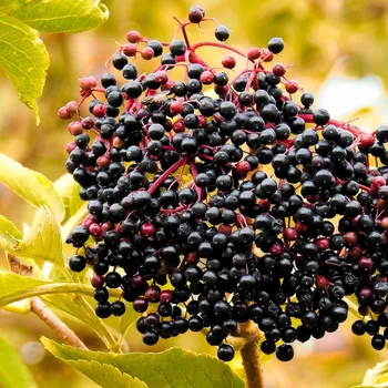 Víno Černý bez Sampo 2L