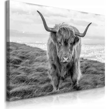 Obraz OBRAZ NA PLÁTNĚ SKOTSKÁ KRAVA ČERNOBÍLÁ KRAJINA PŘÍRODA ZVÍŘATA 70x50