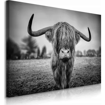 Obraz OBRAZ DO LOŽNICE SKOTSKÁ VYSOČINSKÁ KRAVA PŘÍRODA ČERNOBÍLÁ KRAJINA 40x30