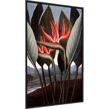 Obraz Plakát na zeď KVĚTY Strelicie Královské 30x40