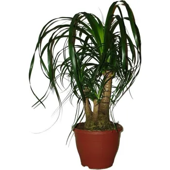 Sazenice Nolina speciální 11 - 3 kmeny - originální foto