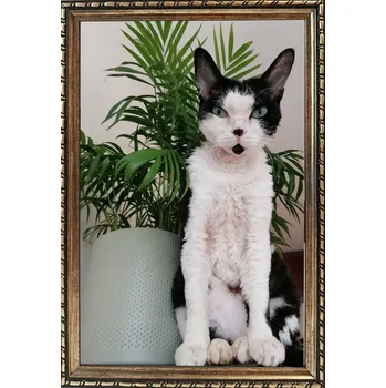 Obraz Rámeček připravený k postavení a zavěšení, dřevo 15 mm, 20 x 30 stříbro