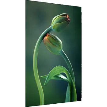 Obraz Plakát v Rámu KVĚTINY Listy Rostliny Příroda 30x40