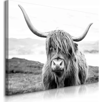 Obraz OBRAZ DO OBÝVÁKU SKOTSKÝ SKOT NA ÚTESECH ČERNOBÍLÁ KRAJINA PŘÍRODA 90x60