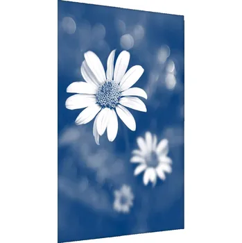 Obraz Plakát Bílé KVĚTY na Modrém Pozadí 3D 50x70