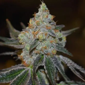 Semeno Expert Seeds - Afghan Skunk 1 ks