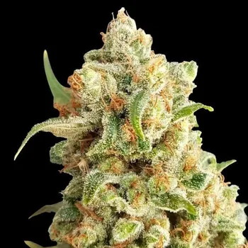 Semeno Expert Seeds - New York Diesel Auto 1 ks