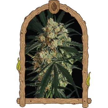 Semeno Exotic Seed - Triple A Auto 3 ks