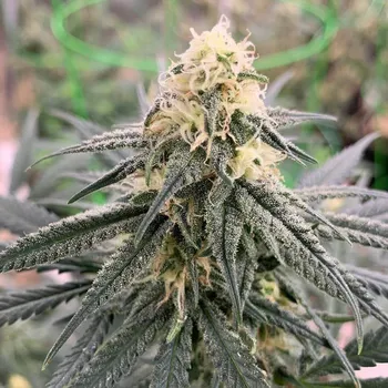 Semeno Expert Seeds - Chemdog Gorilla 1 ks