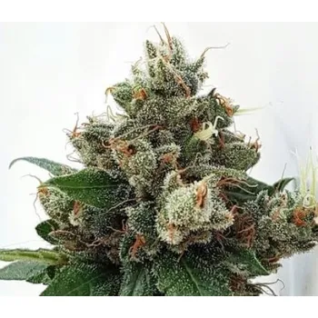 Semeno Expert Seeds - Respect 4 Gorilla 1 ks