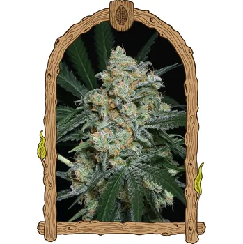 Semeno Exotic Seed - Zkittalicious Auto 5 ks